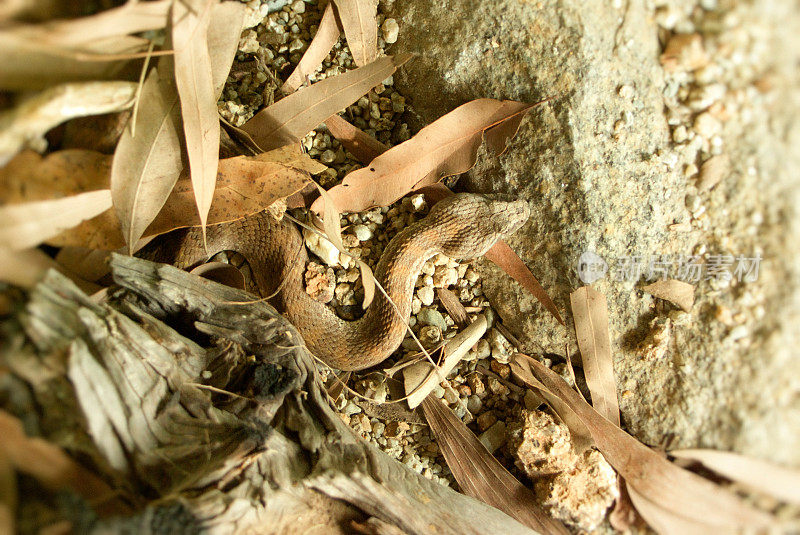 澳大利亚北部的死亡蝰蛇沙沙地穿过干树叶