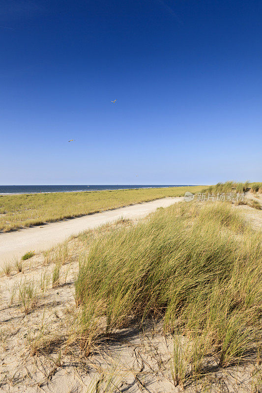 沿着荷兰海岸的沙丘
