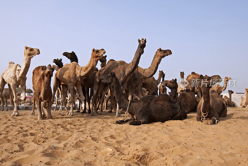 骆驼群，Pushkar