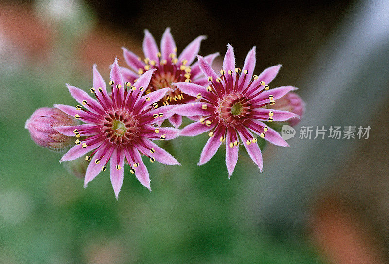 高山粉色花朵