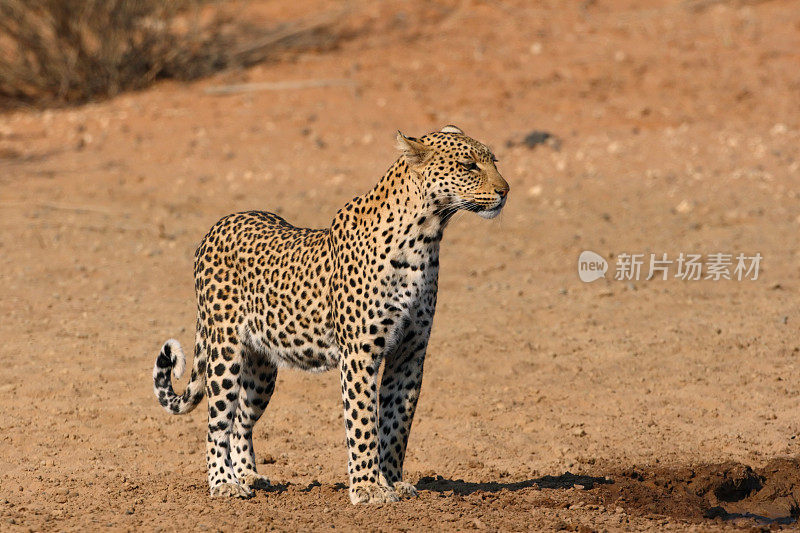 生活在喀拉哈里沙漠的雌性非洲豹