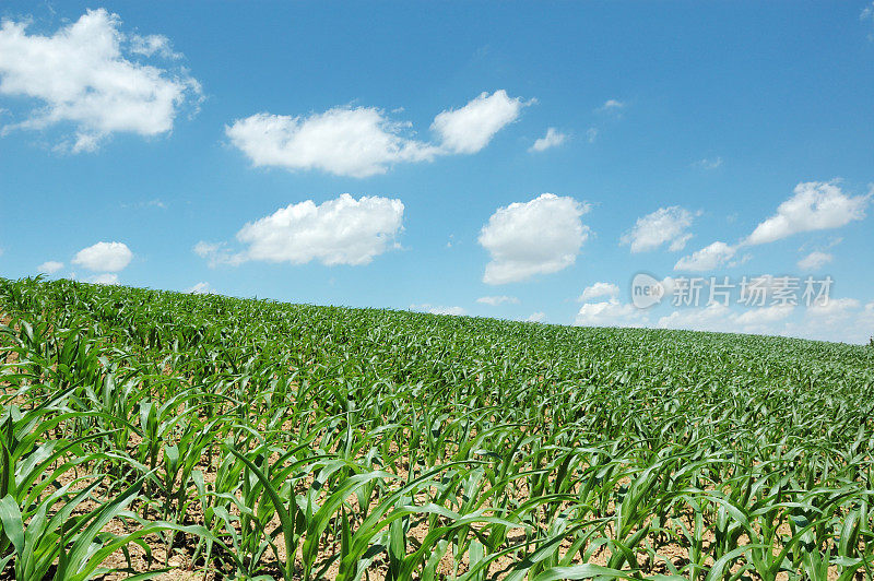 印第安纳州的玉米田