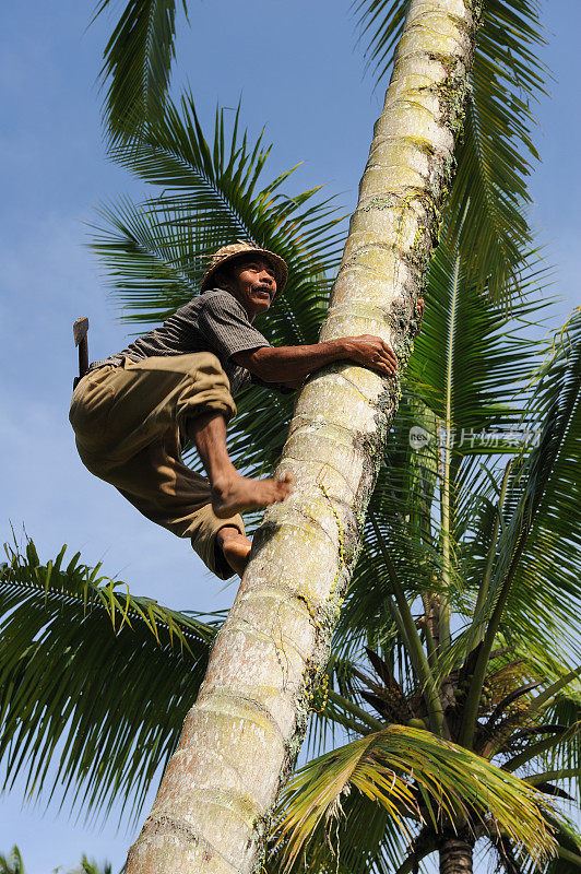 一个爬上棕榈树的乡下人