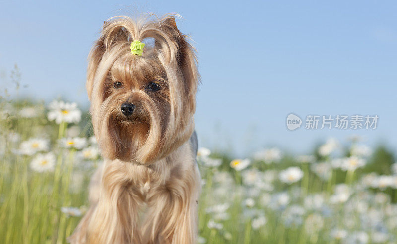 在雏菊地里的约克郡梗犬