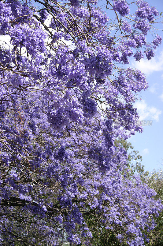花和扭曲的枝蓝花楹树