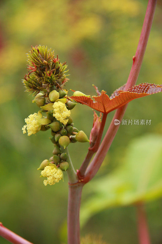 蓖麻开花结果