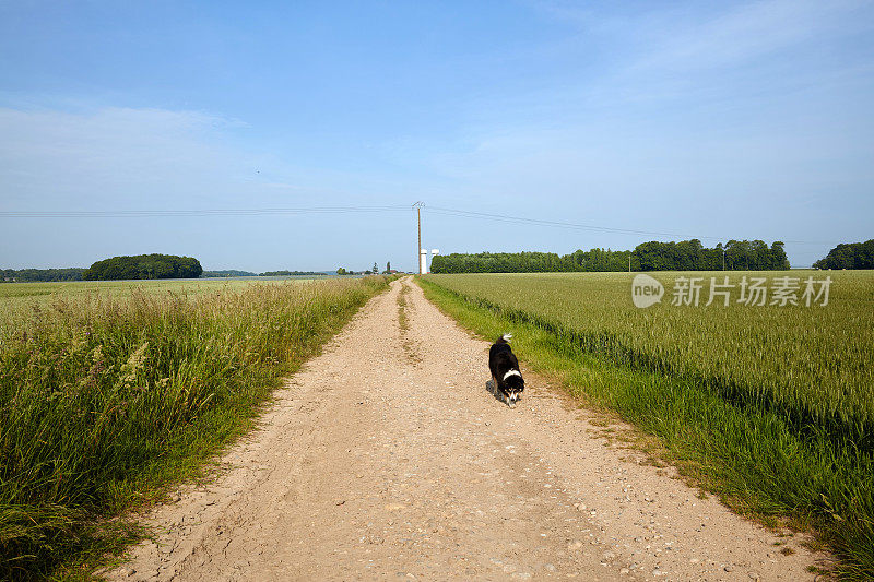 博德牧羊犬走在法国乡村的土路上