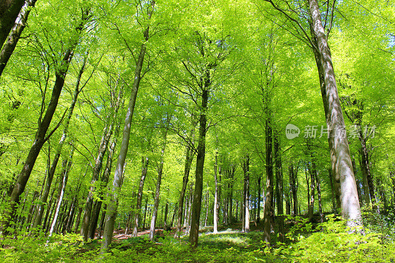 欧洲常见的山毛榉(山毛榉)，在林地中，春天有叶