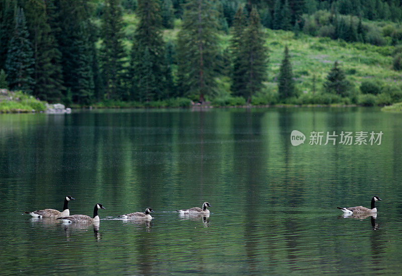 大雁穿越风景山湖