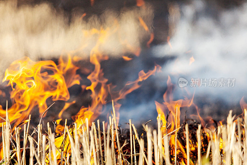 近距离观察干草场火灾