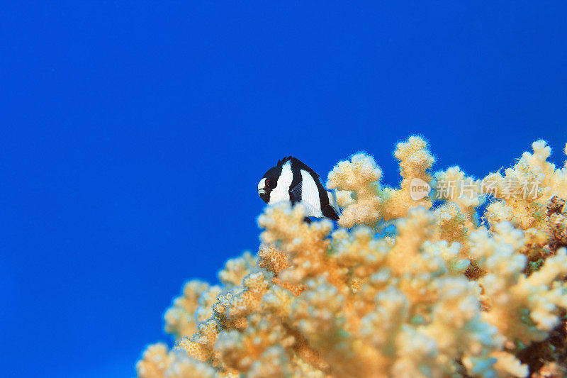 海洋生物-珊瑚礁