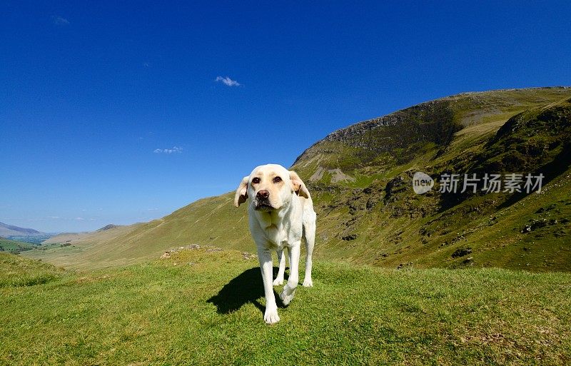 拉布拉多寻回犬