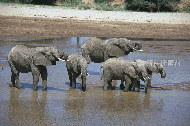 非洲象喝水