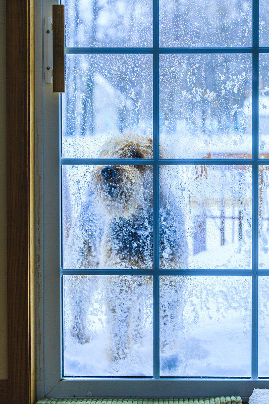 一只小猎犬在玻璃门前等待着