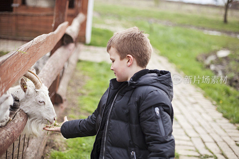 小男孩在宠物动物园喂山羊