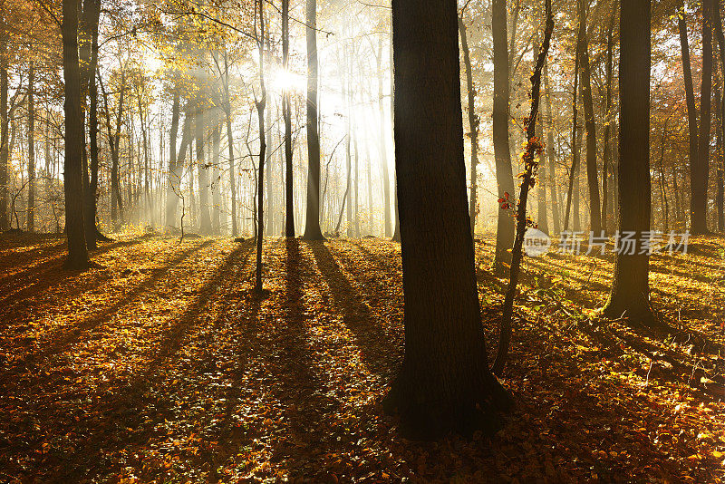 金秋森林被阳光透过雾照耀在日出