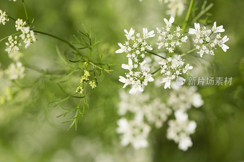 香菜植物开花