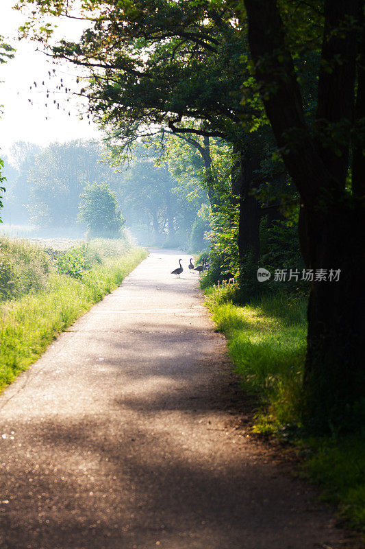 清晨的太阳和日出在小路上