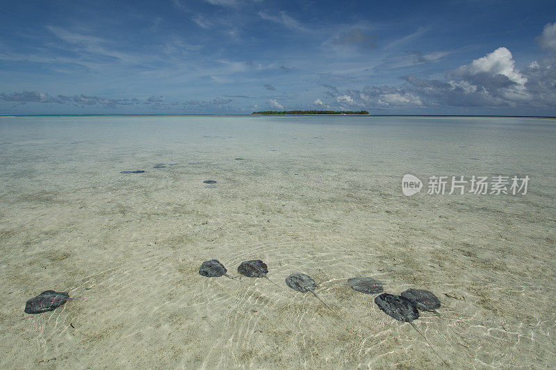 黄貂鱼在sandflats