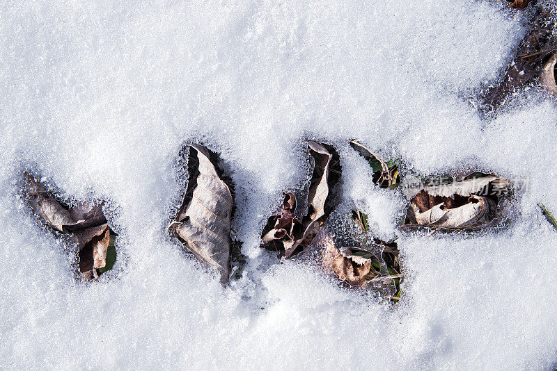 干枫叶在雪地里