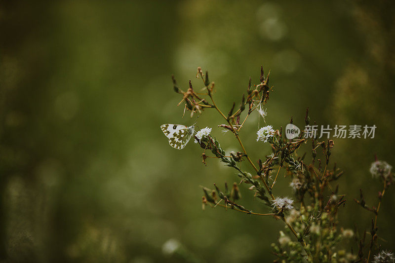 小蝴蝶正坐在一朵野花上