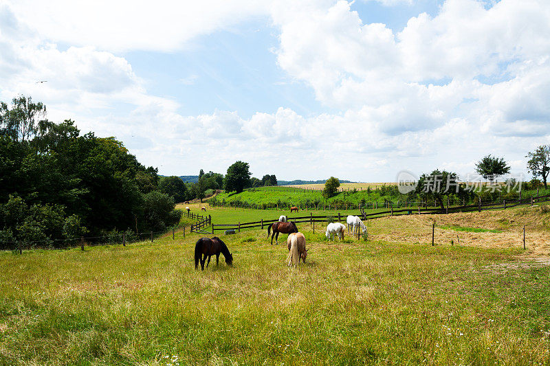 鲁尔格别特夏日里有马的草地