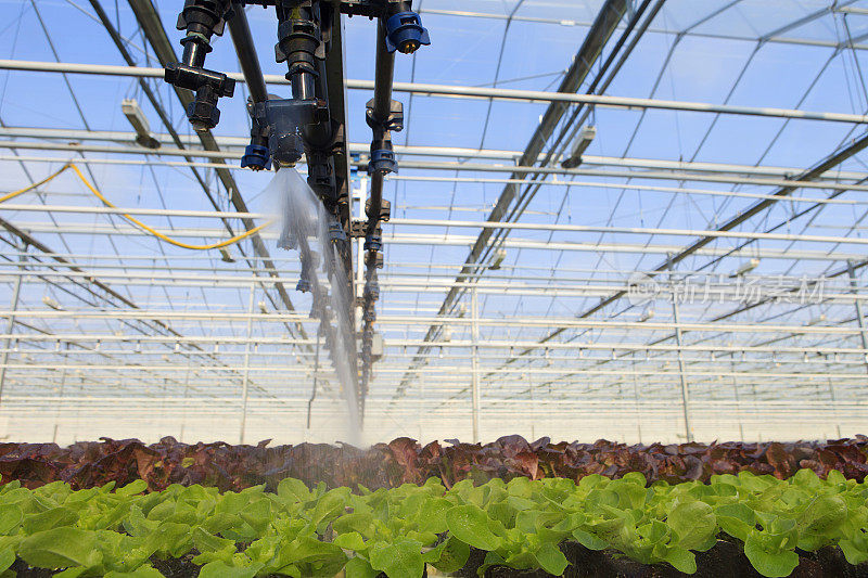 在温室中培植生菜幼苗