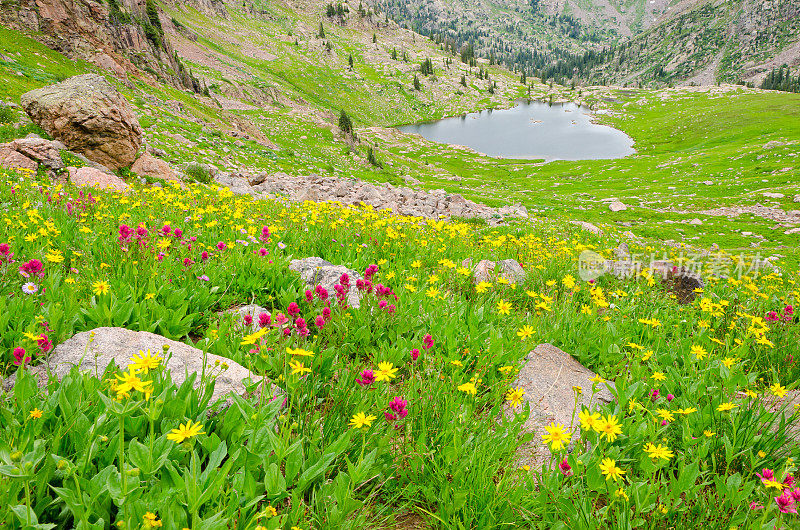 高山湖泊和山上的野花