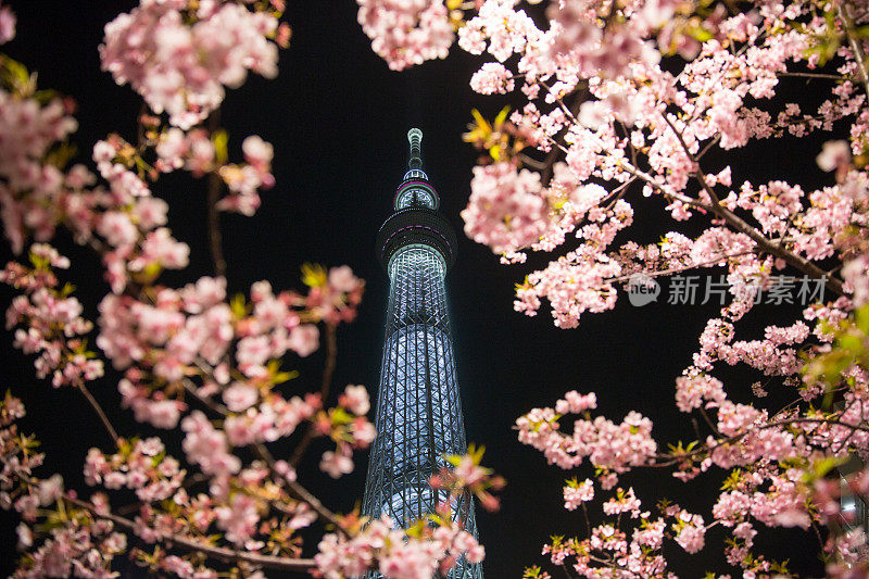 东京天空树和樱花