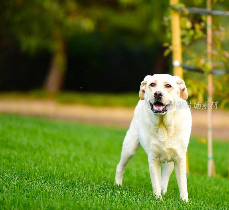 拉布拉多寻回犬