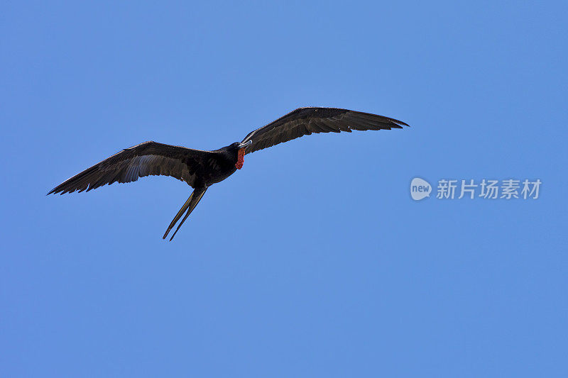 当巴拿马运河的水闸系统用淡水填满空间时，军舰鸟(又名护卫舰或护卫舰海燕)似乎得到了那些因从咸水变成淡水而立即死亡的鱼。