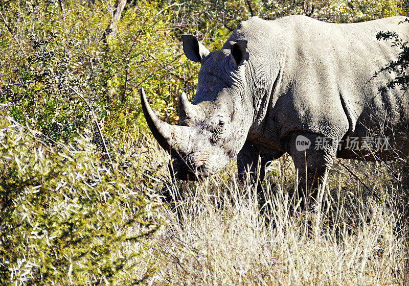 南非马迪克维野生动物保护区，白犀牛站在灌木丛中