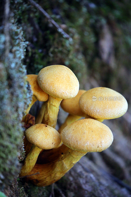 马达加斯加:曼塔迪亚国家公园的蘑菇