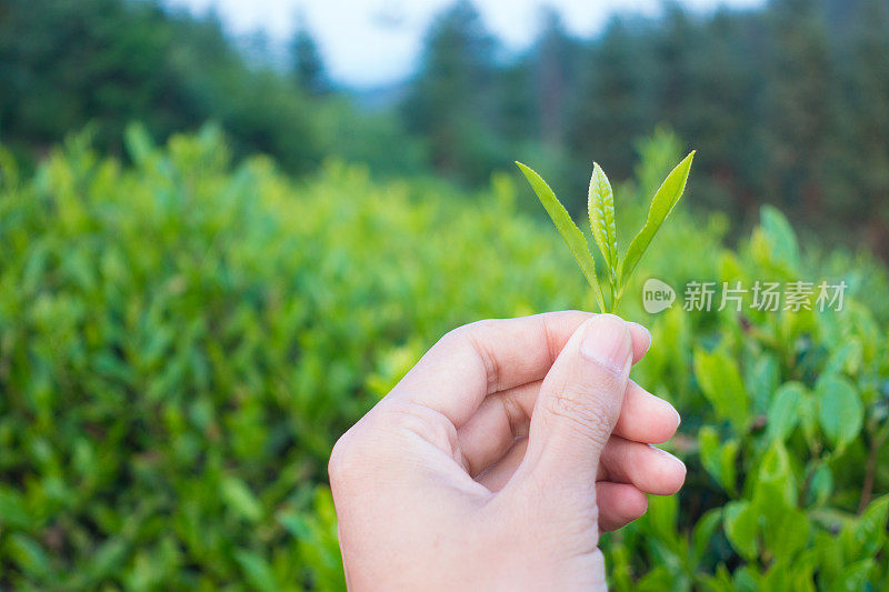 新鲜的绿茶