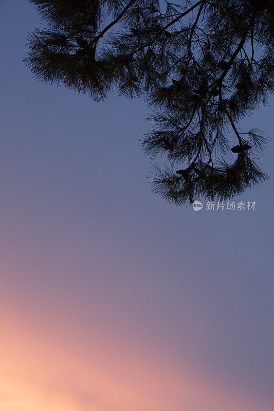 夕阳下的天空布满了松树