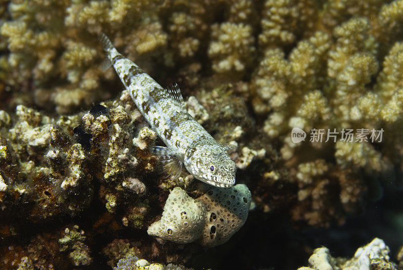 斑叶lizardfish