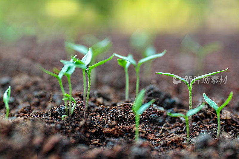 刚在土壤中发芽的新鲜绿色幼苗慢慢地从土壤上长出来。