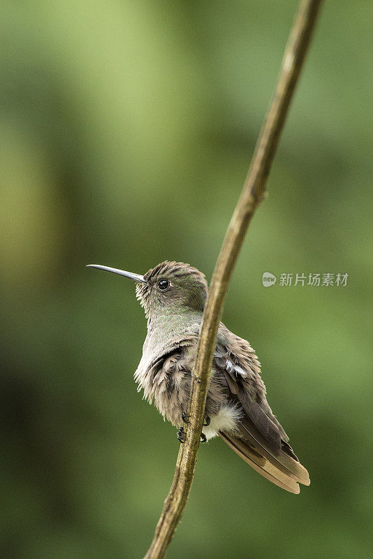 蜂鸟