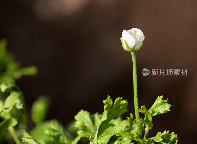 单株白色毛茛在田间