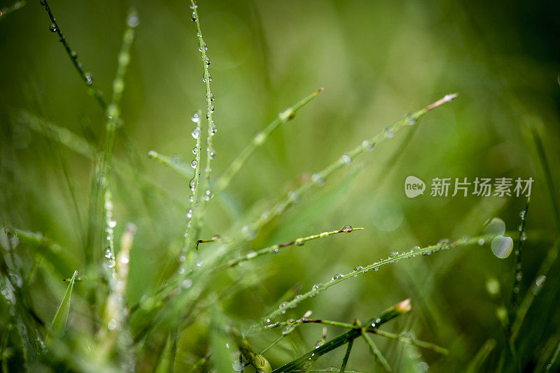 晨露在草绿的大自然背景上