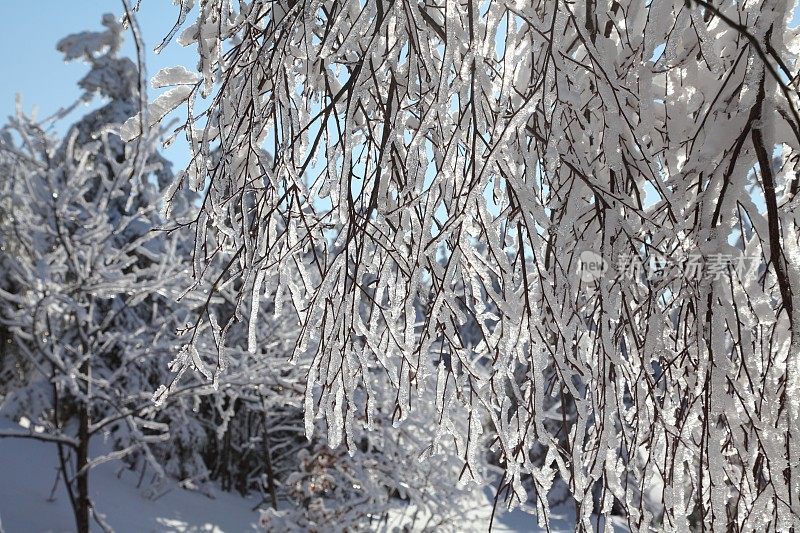 冬天的风景与雪在黑森林