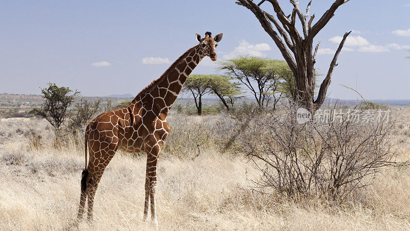 一个网状或索马里长颈鹿肯尼亚的肖像