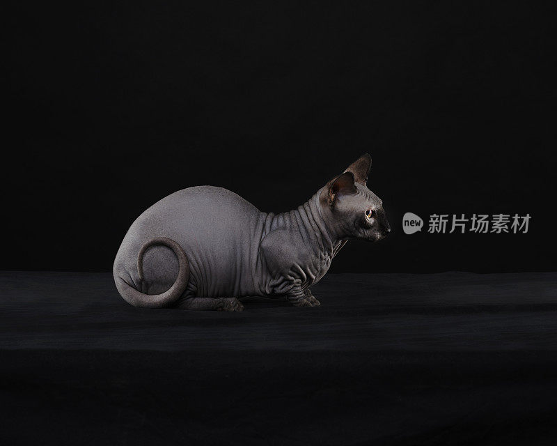 Sphynx猫