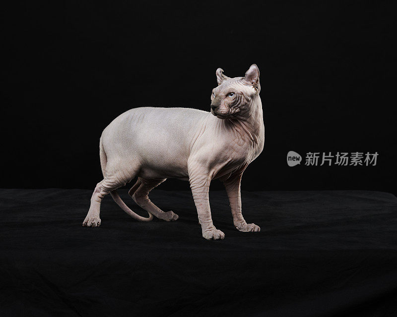 Sphynx猫