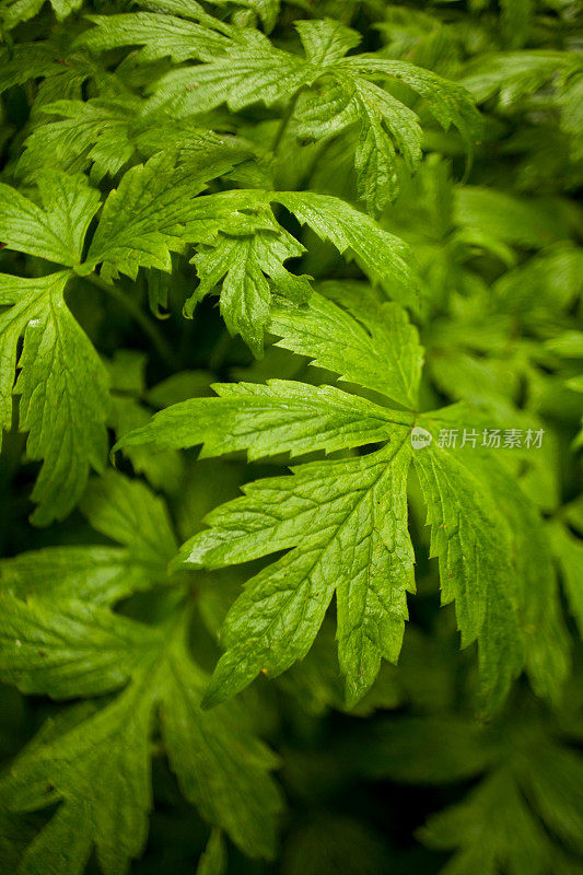 茂盛潮湿的植物叶子