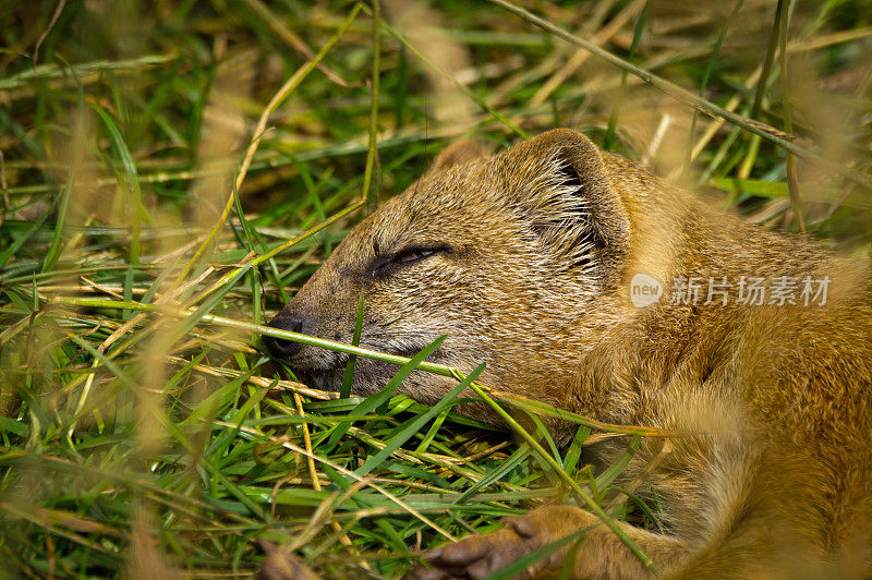 猫鼬在草地上睡觉