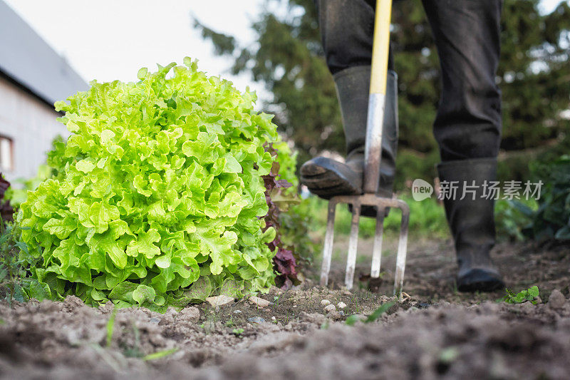 有机生菜与干草叉和农民水平