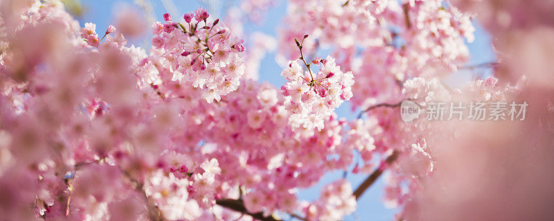 早晨粉红色的樱花与阳光