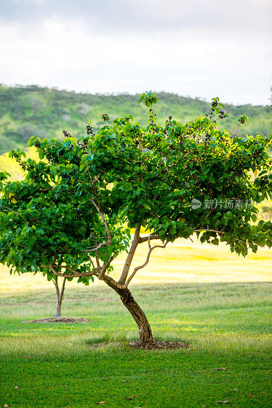 夏威夷瓦胡岛的蓝莓树