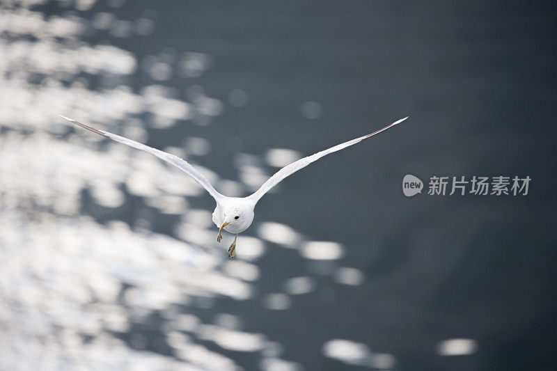 海鸥